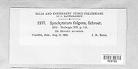 Synchytrium fulgens image